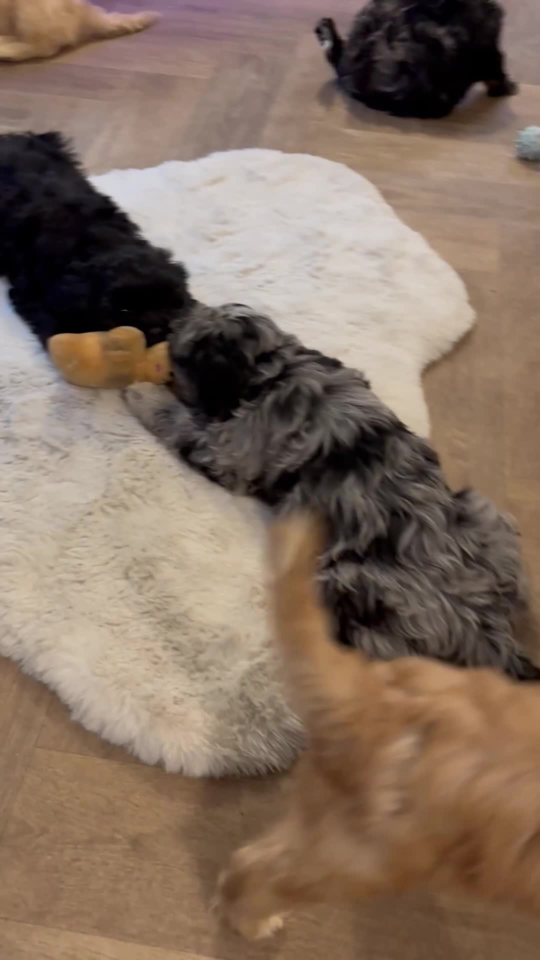 Cavapoo dogs for sale: Ready Now, F2 Teddy Bear Cavapoos Rare Blue Merle  - Video 5