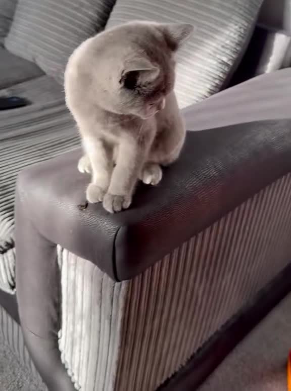 British Shorthair cats for sale: British Short Hair  - Video 4