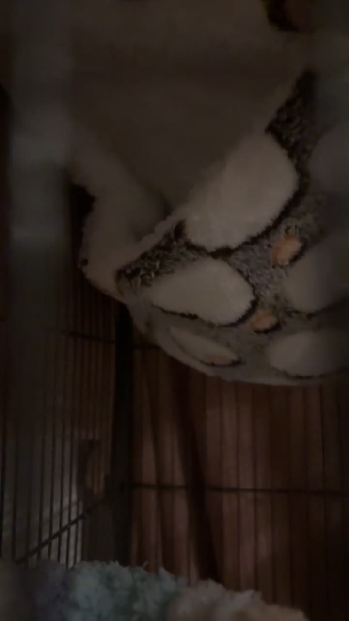 Sugar Glider rodents for sale: Baby sugars  in Camberley - Video 1