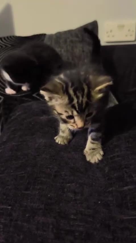 British Shorthair cats for sale: 3 beautiful kittens looking for forever homes - Video 1