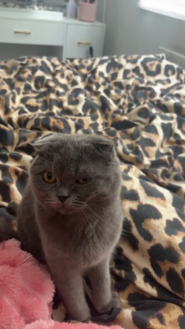 Scottish Fold cats for sale: Scottish fold Kityen  in Manchester - Video 2
