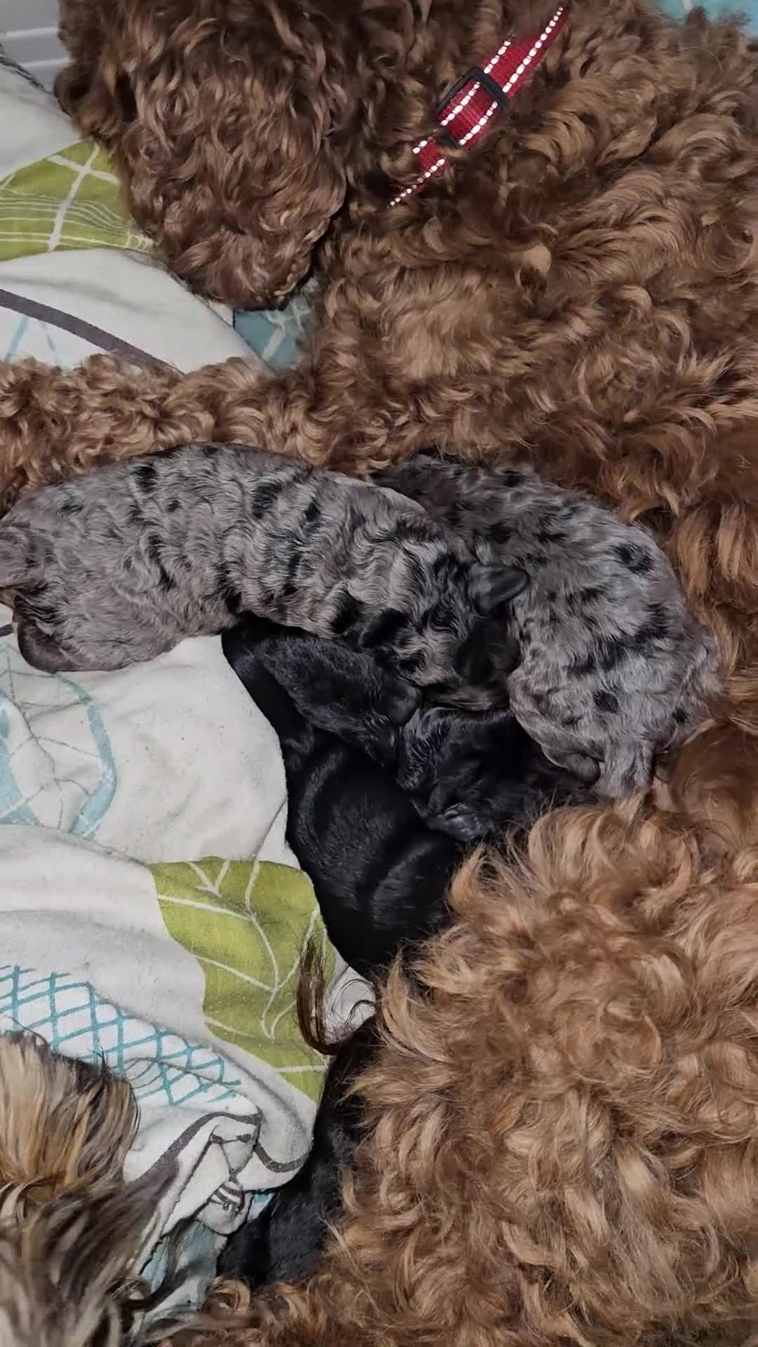 Cavapoo dogs for sale: e and black cavapoos  - Video 1