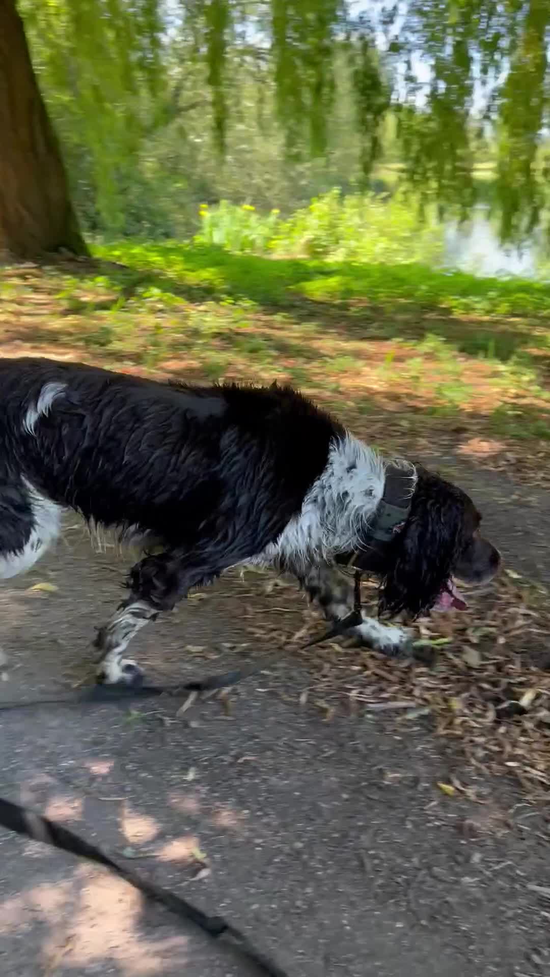 English Springer Spaniel dogs for sale: Coby Male 3yrs old  - Video 1