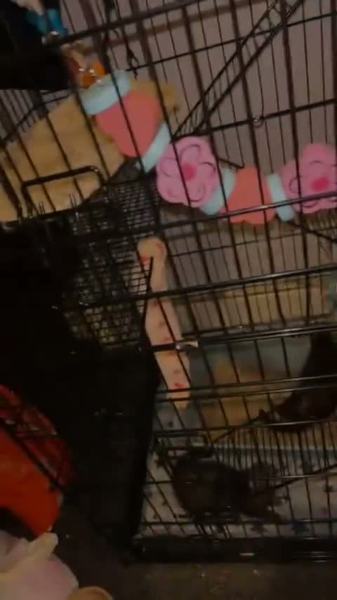 Ferret rodents for sale: 2 sisters Narla and Moon for rehoming.  - Video 2