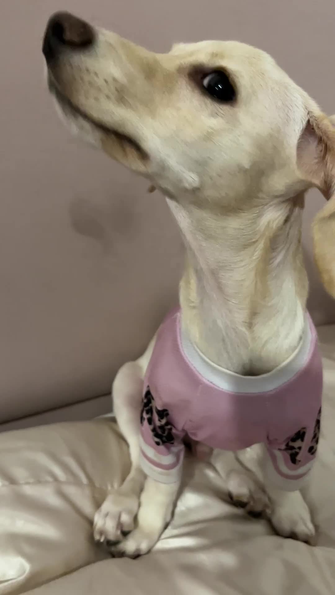 Mixed Breed dogs for sale: Miniature Jackweenie Puppy For Sale  - Video 1
