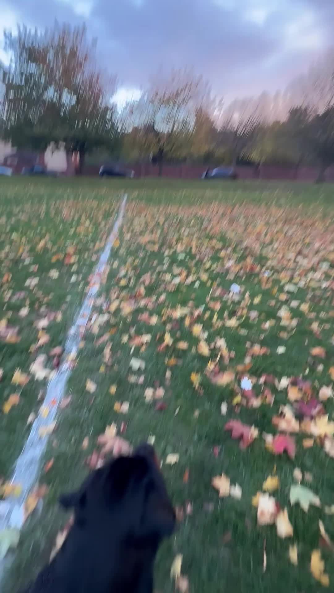 Rottweiler dogs for stud: 🇩🇪BEAR STUD DOG 🇩🇪 - Video 1