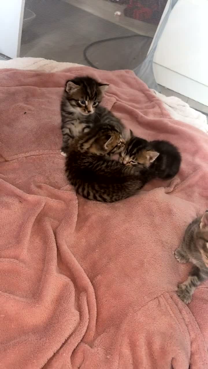 Maine Coon cats for sale: 2 MALES TABBY CROSS MAINECOON KITTENS - Video 1