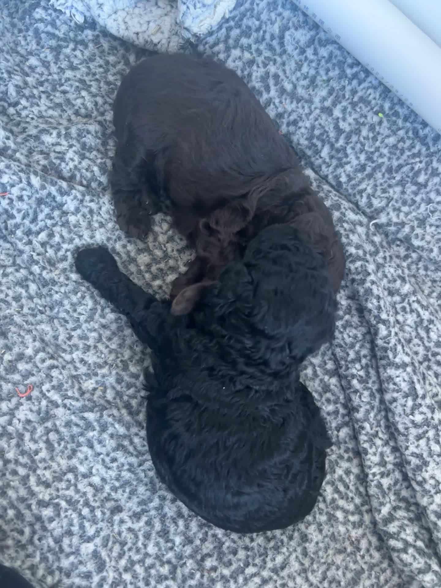 Labradoodle dogs for sale: Multigenerational labradoodles  - Video 1