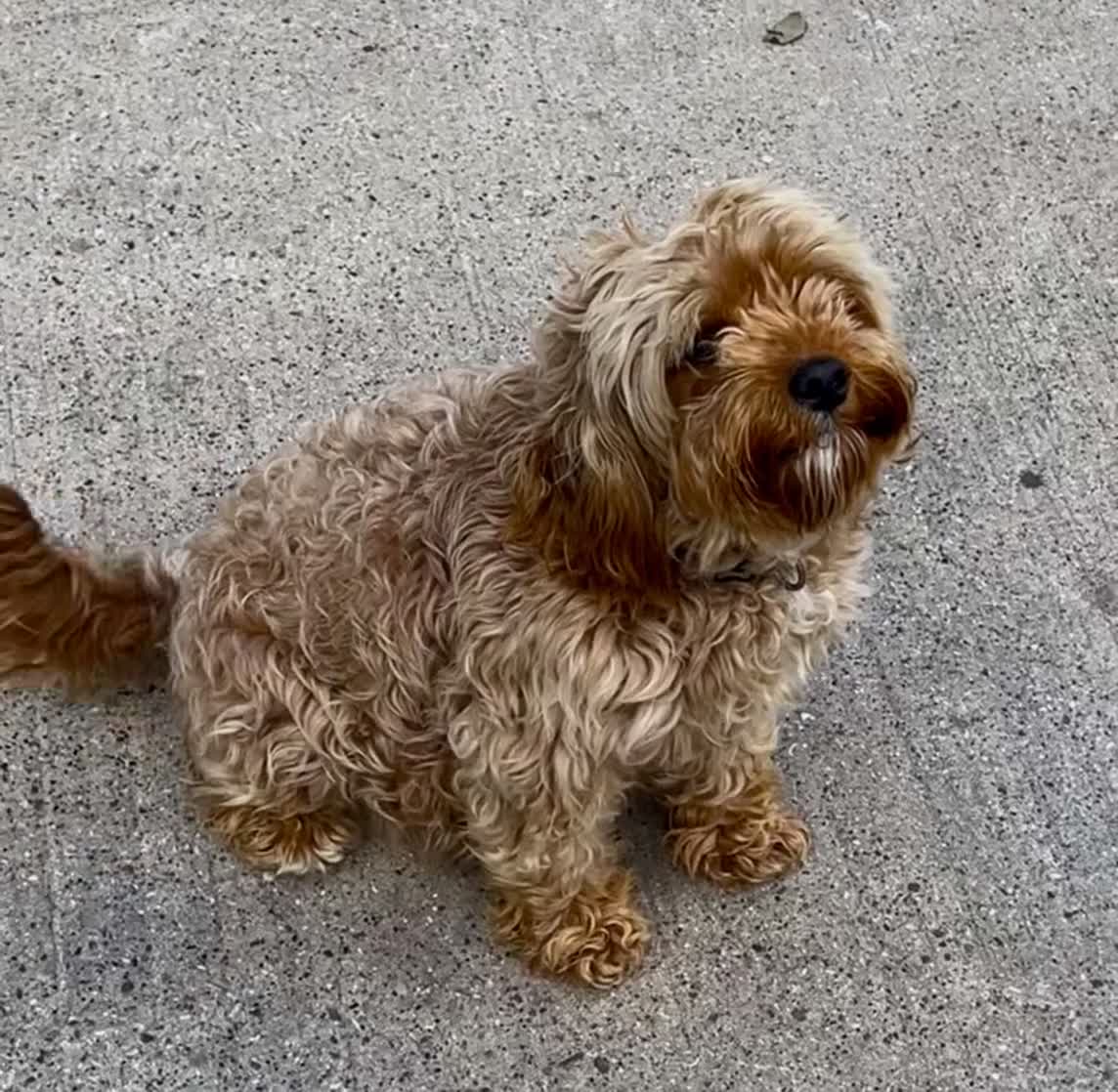 Cavapoo dogs for sale: 🐶 stunning F1B Cavapoos🐶 - Video 1
