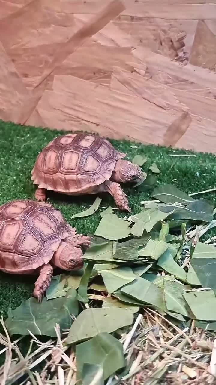 Tortoise reptiles for sale: Sulcata tortoise for sale  - Video 1