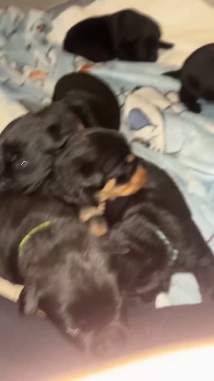 Rottweiler dogs for sale: Stunning Rottweiler puppies ✨ - Video 2