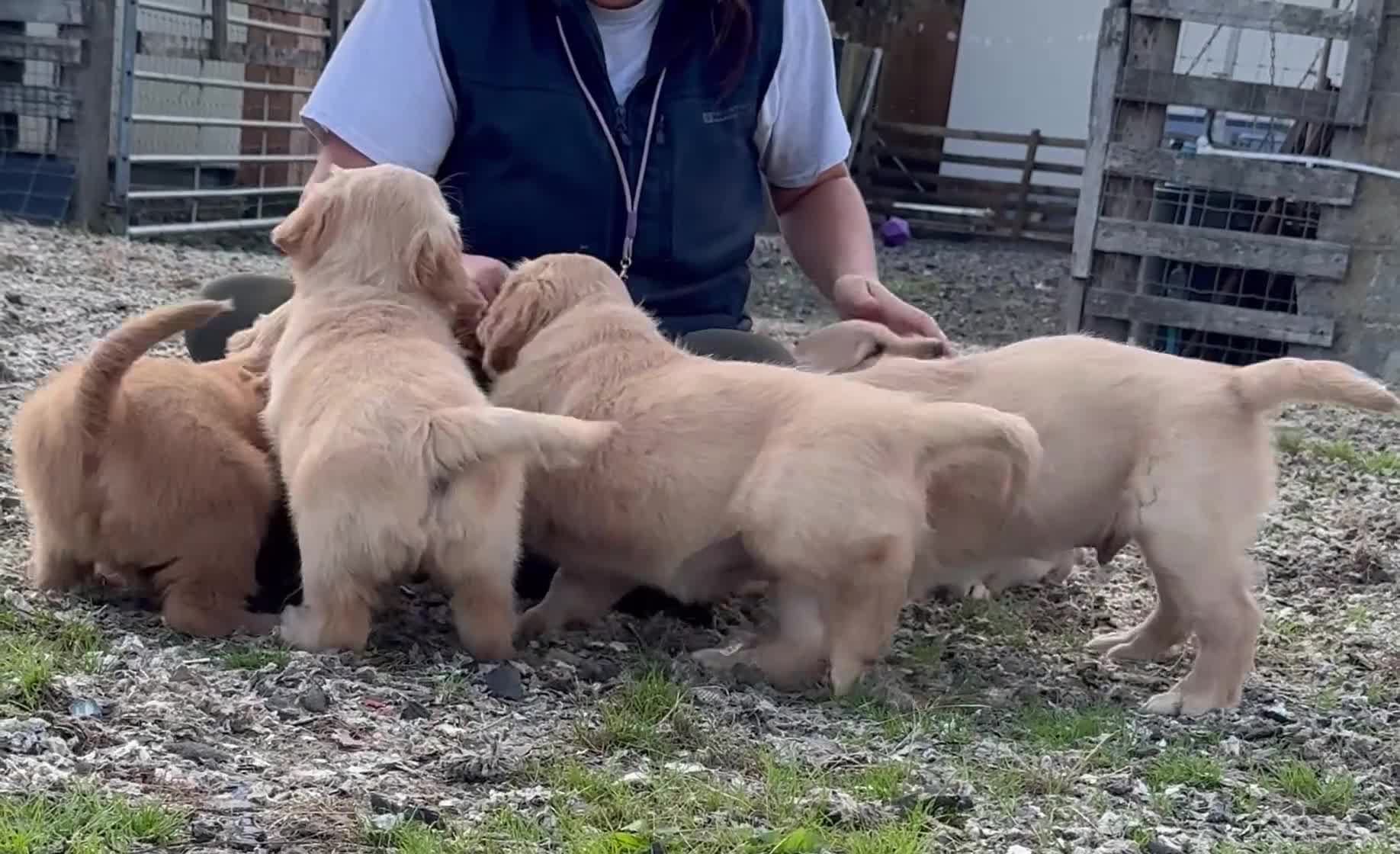 Golden Retriever dogs for sale: Golden retriever puppy’s  - Video 1