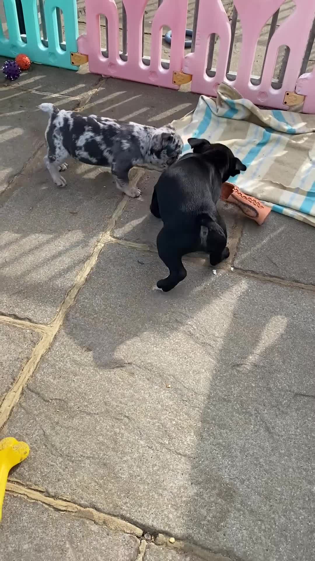French Bulldog dogs for sale: Last KC registered French Bulldog puppy - Video 2