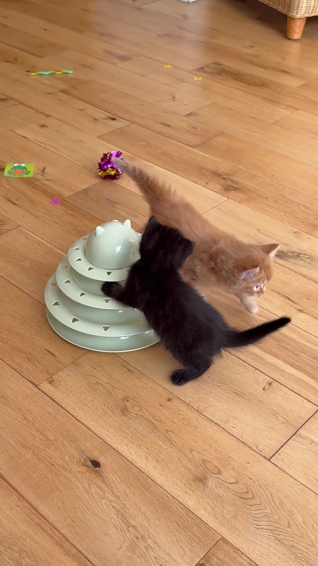 Mixed Breed cats for sale: God loves number three. 🥰🙏 - Video 2