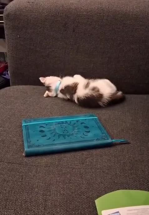 Domestic Shorthair cats for sale: Male tabby kitten in Birmingham - Video 1
