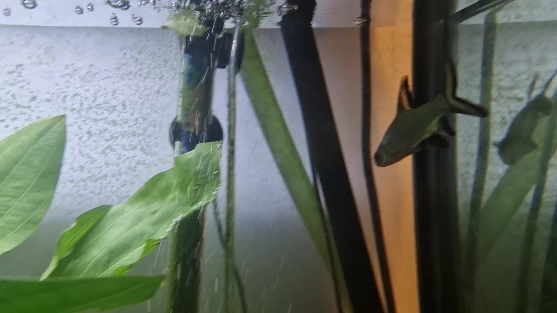 Sharks fish for sale: Silver Sharks  - Video 1