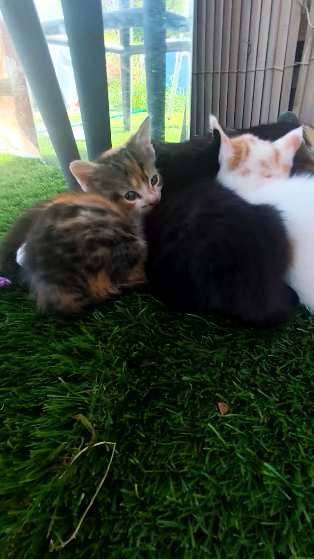 Mixed Breed cats for sale: 4 Beautiful Playful Kittens Looking for Homes - Video 1