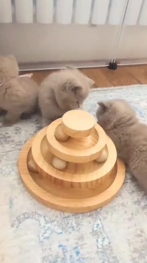 British Shorthair cats for sale: Beautiful Pure Breed ✨ British Shorthair Kittens ⭐ - Video 2
