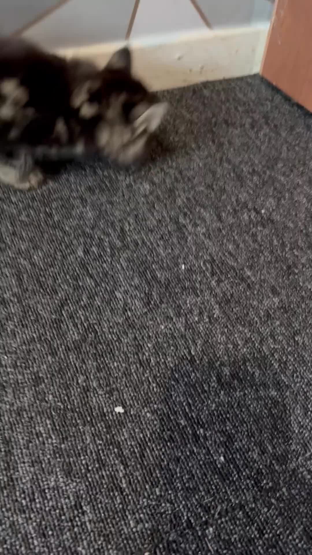 Maine Coon cats for sale: Half Maincoon  - Video 1