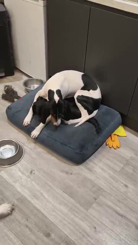 Mixed Breed dogs for adoption: ❤️ Meet Maria – with the biggest heart ❤️ in Maidstone - Video 2