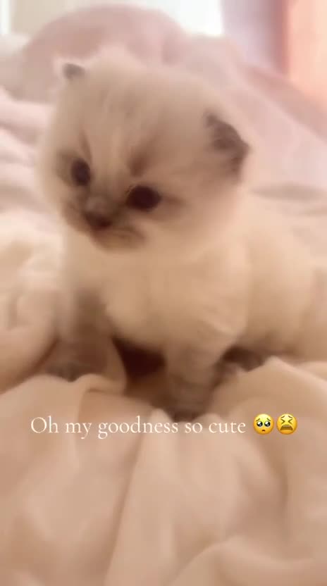 Ragdoll cats for sale: Kitten looking for loving home  - Video 3