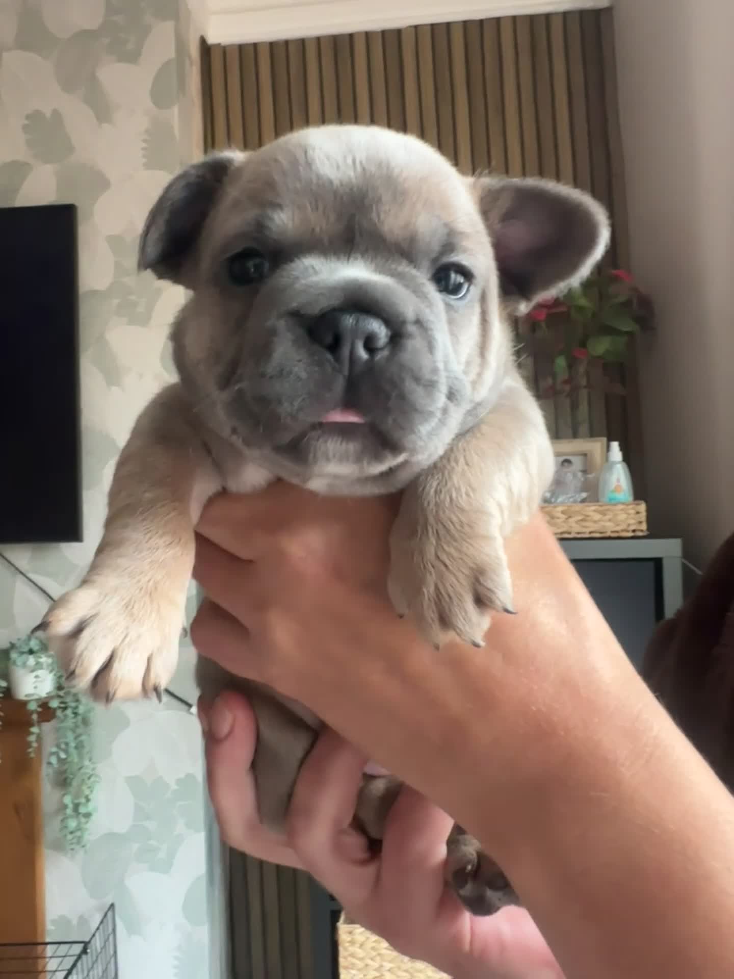 French Bulldog dogs for sale: L4 FLUFFY FRENCH BULLDOG PUPPIES — 2 AVAILABLE  - Video 4