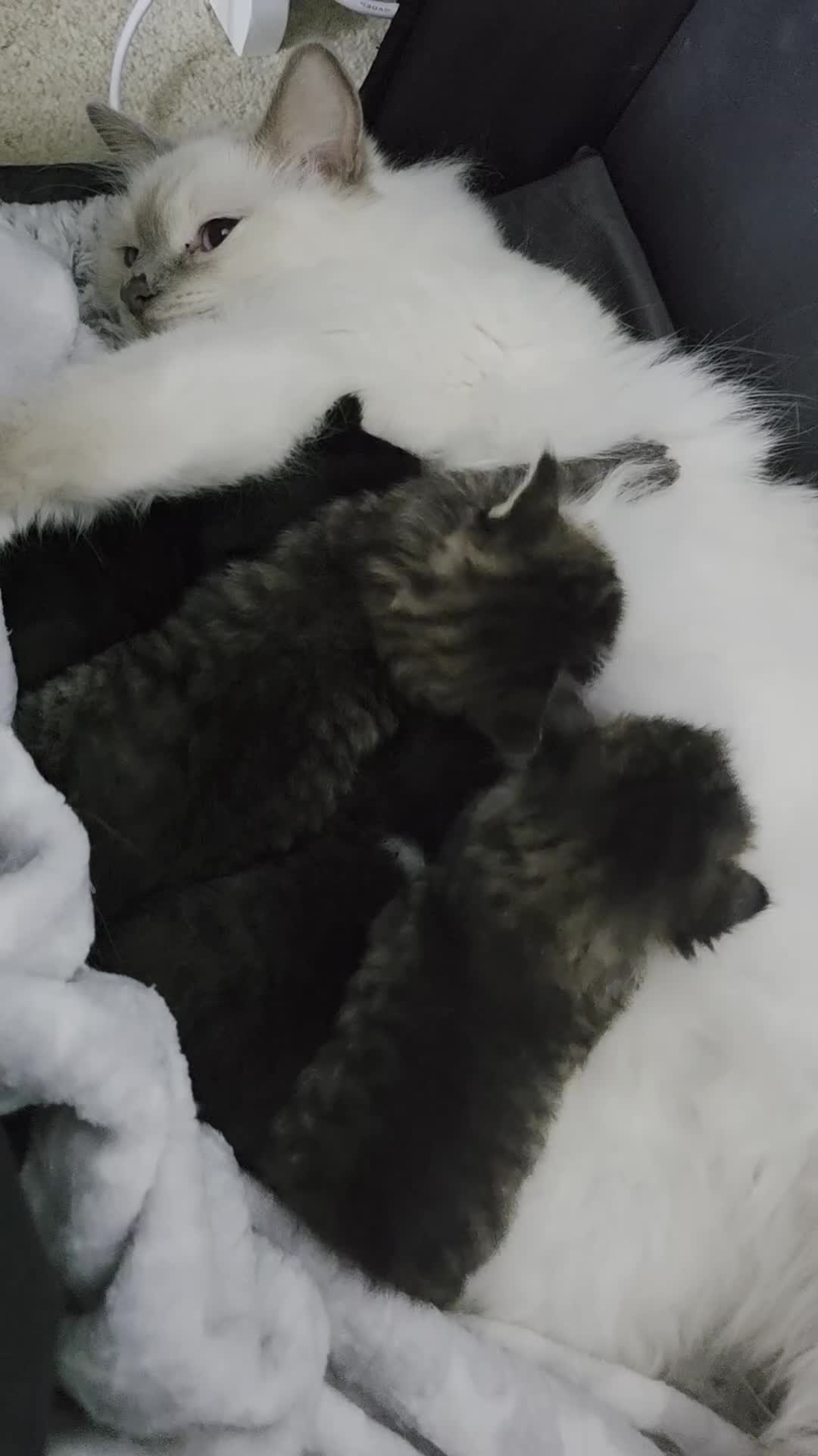 Ragdoll cats for sale: Beautiful Ragdoll x Norwegian forest cross kittens - Video 2