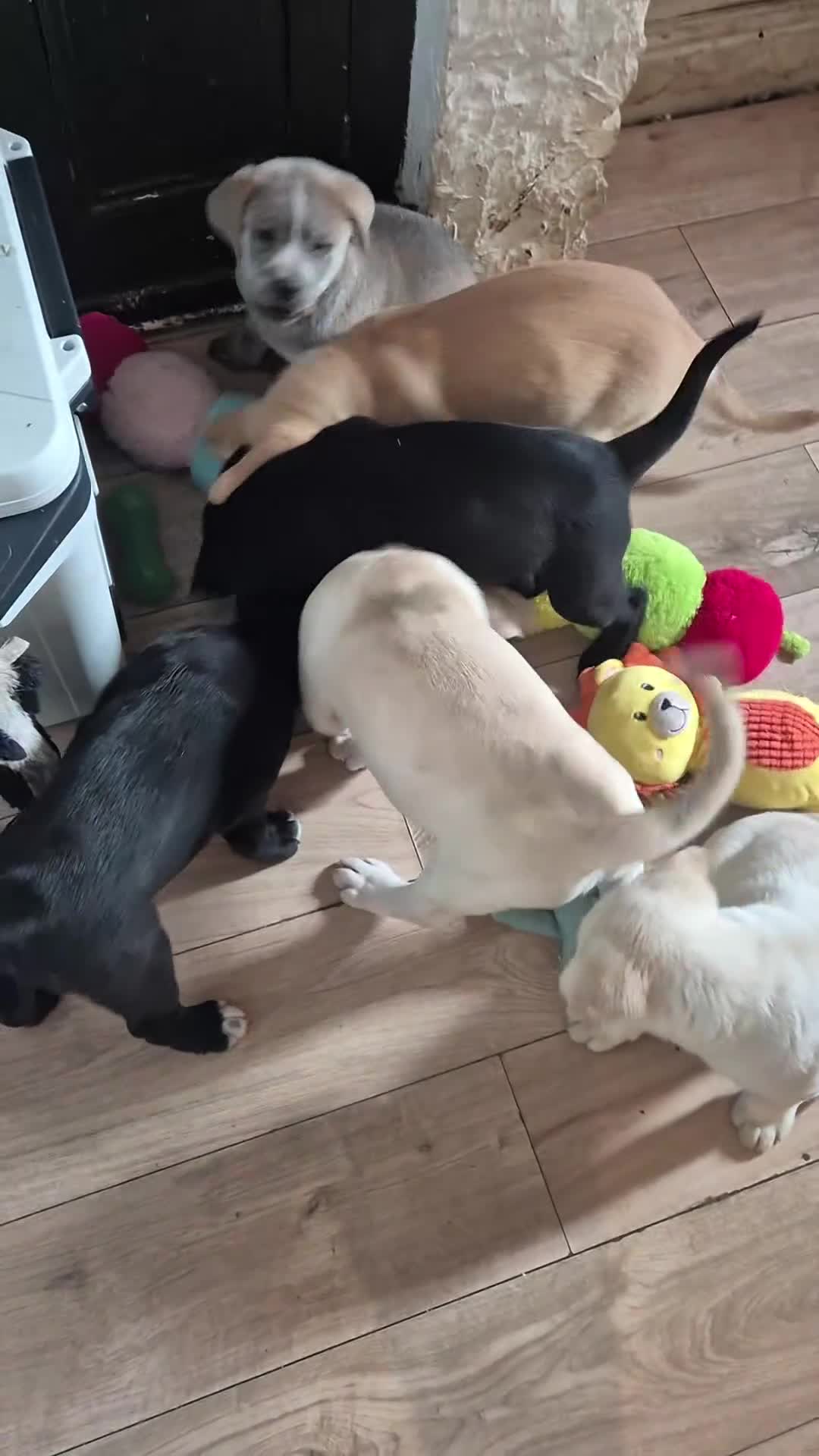 Mixed Breed dogs for sale: 3 Cane Corso female x Husky male9 weeks old ready - Video 4