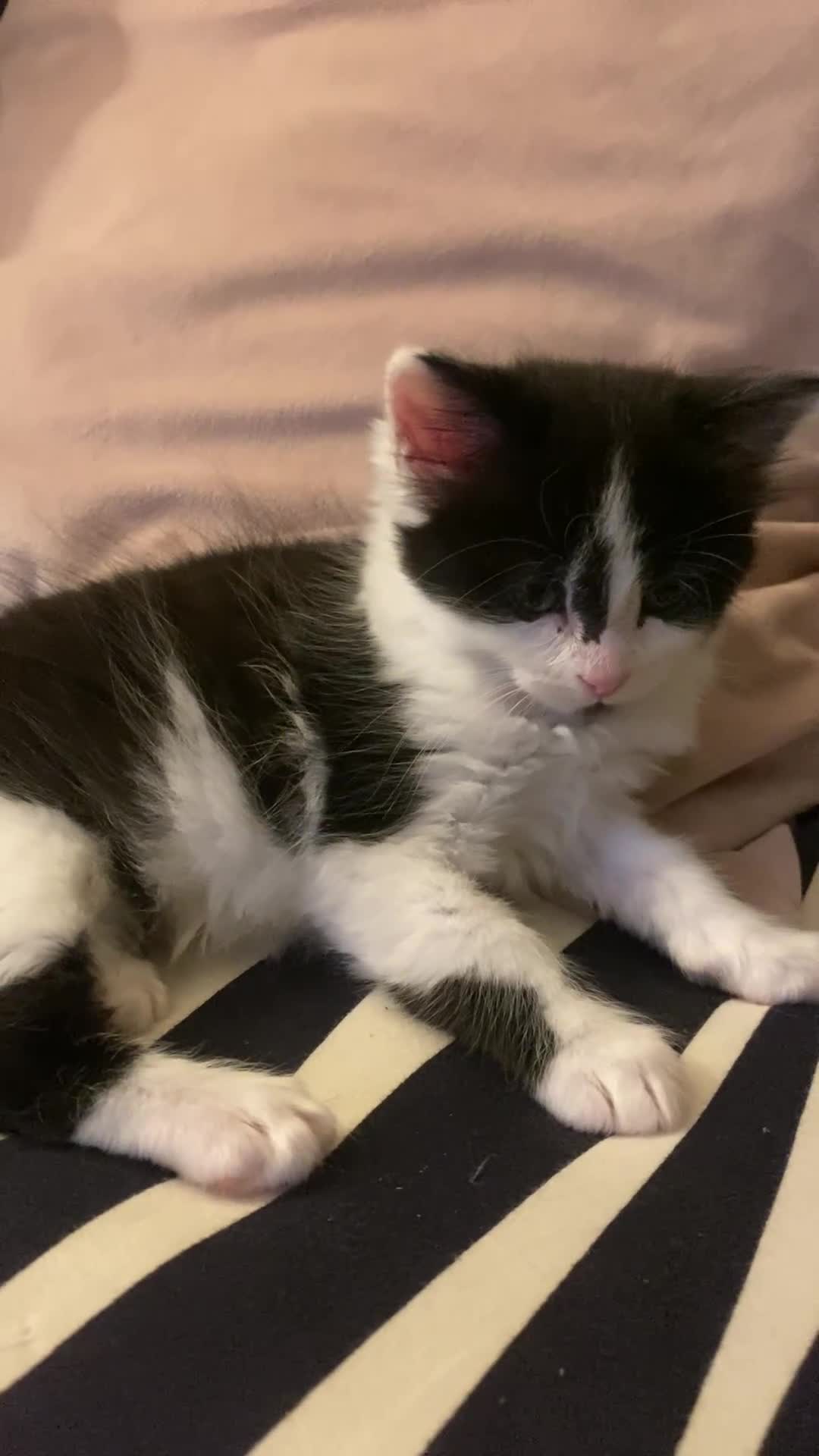 Mixed Breed cats for sale: Fluffy black and white girl - Video 5