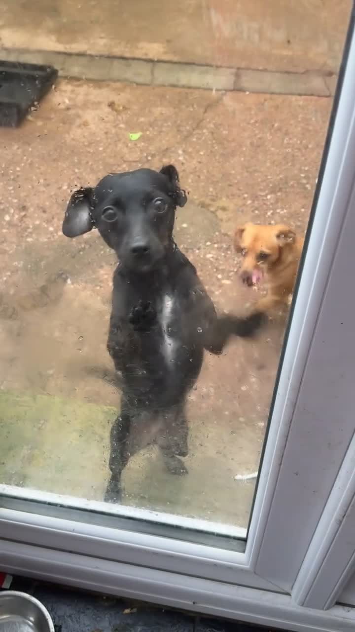 Mixed Breed dogs for sale: Ronnie- 3 years old  - Video 1