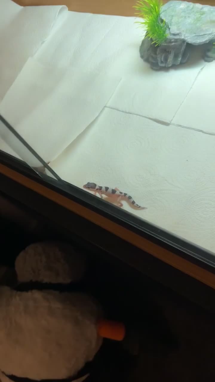 Gecko reptiles for sale: Baby leopard geckos  - Video 1