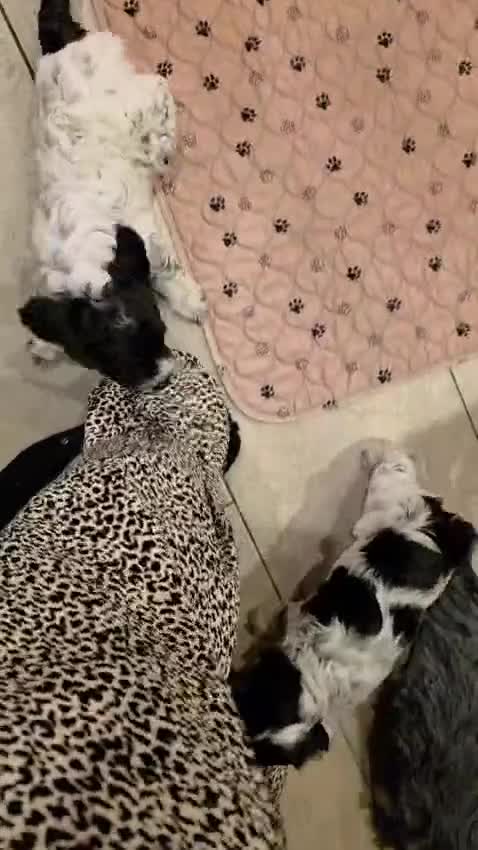 Cockapoo dogs for sale: Blue Roan F2 Female Cockapoo  - Video 1