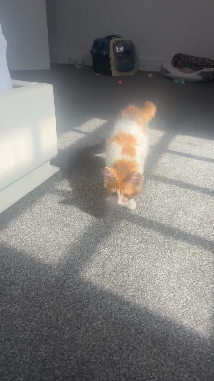 Maine Coon cats for sale: Ginger Male Maincoon x persian kitten - Video 1
