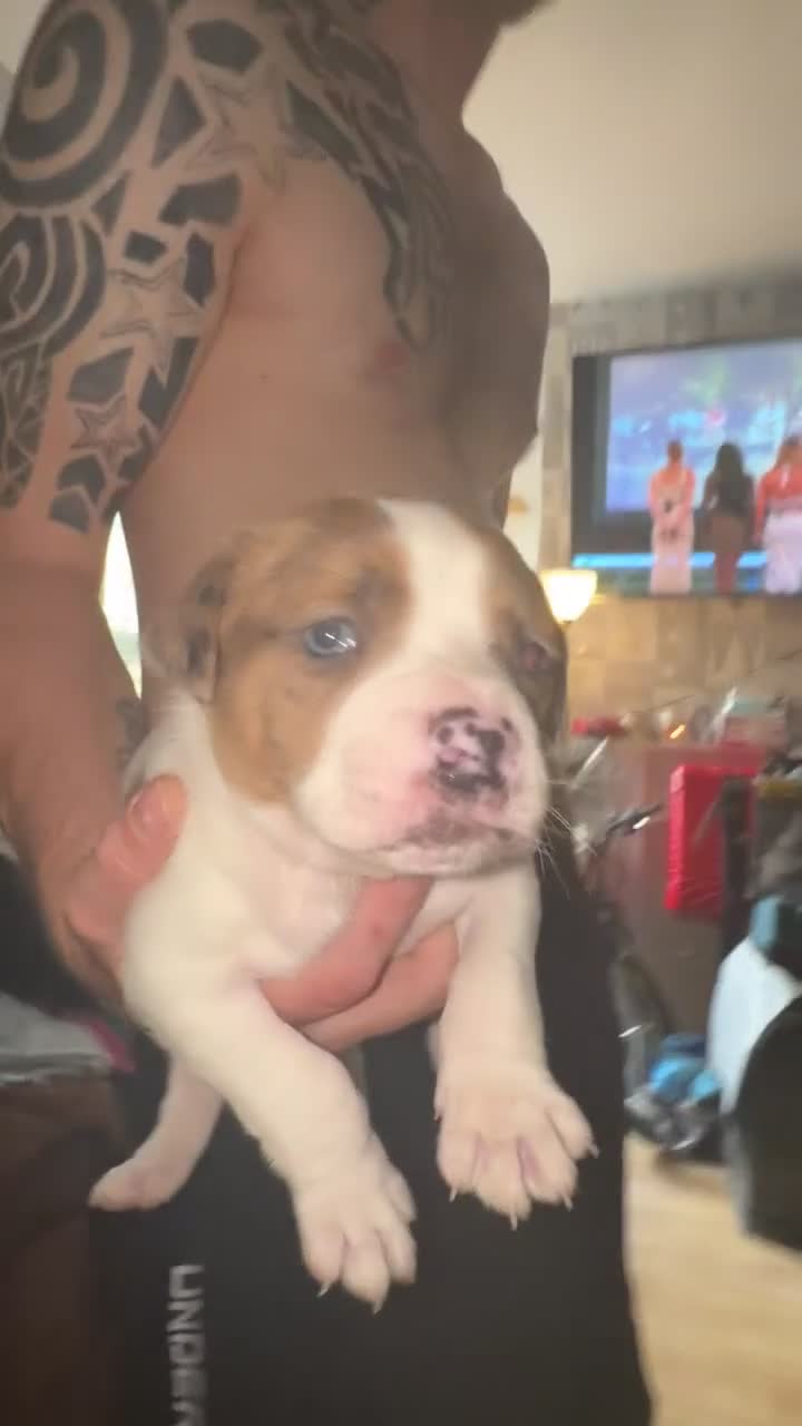 Mixed Breed dogs for sale: Staffy cross alapah blue blood  - Video 1