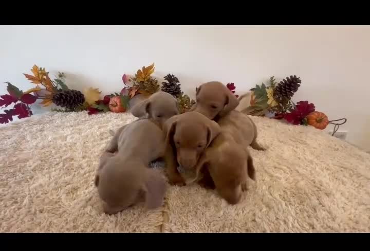 Dachshund dogs for sale: 🐾 LILAC DAPPLE DACHSHUND PUPPIES 🐾 in Coventry - Video 1