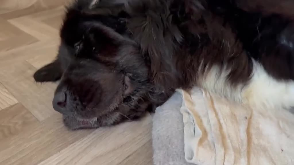 Mixed Breed dogs for sale: Tibetan Saint Puppies - 2nd Generation  - Video 2