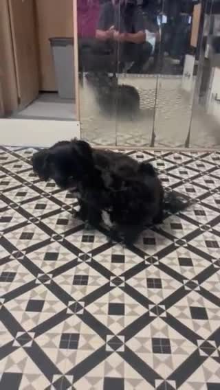 Shih Tzu dogs for sale: Three Puppies for sale in Peterborough - Video 3