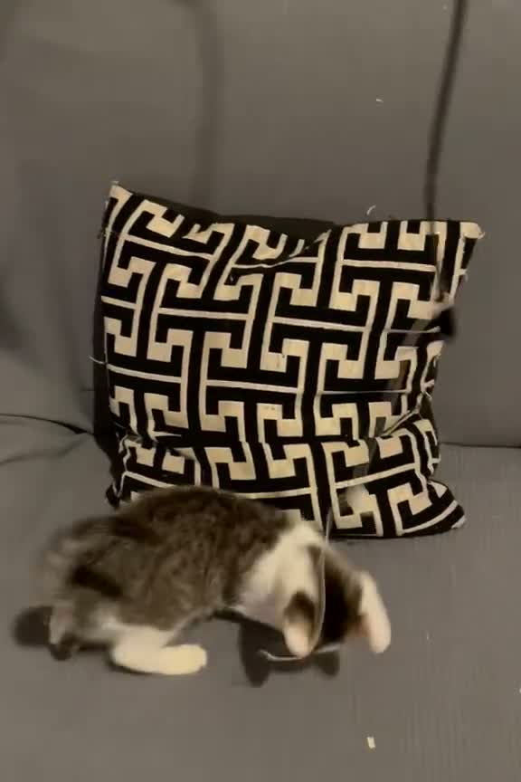 Mixed Breed cats for sale: Kittens for sale Walsall  - Video 1