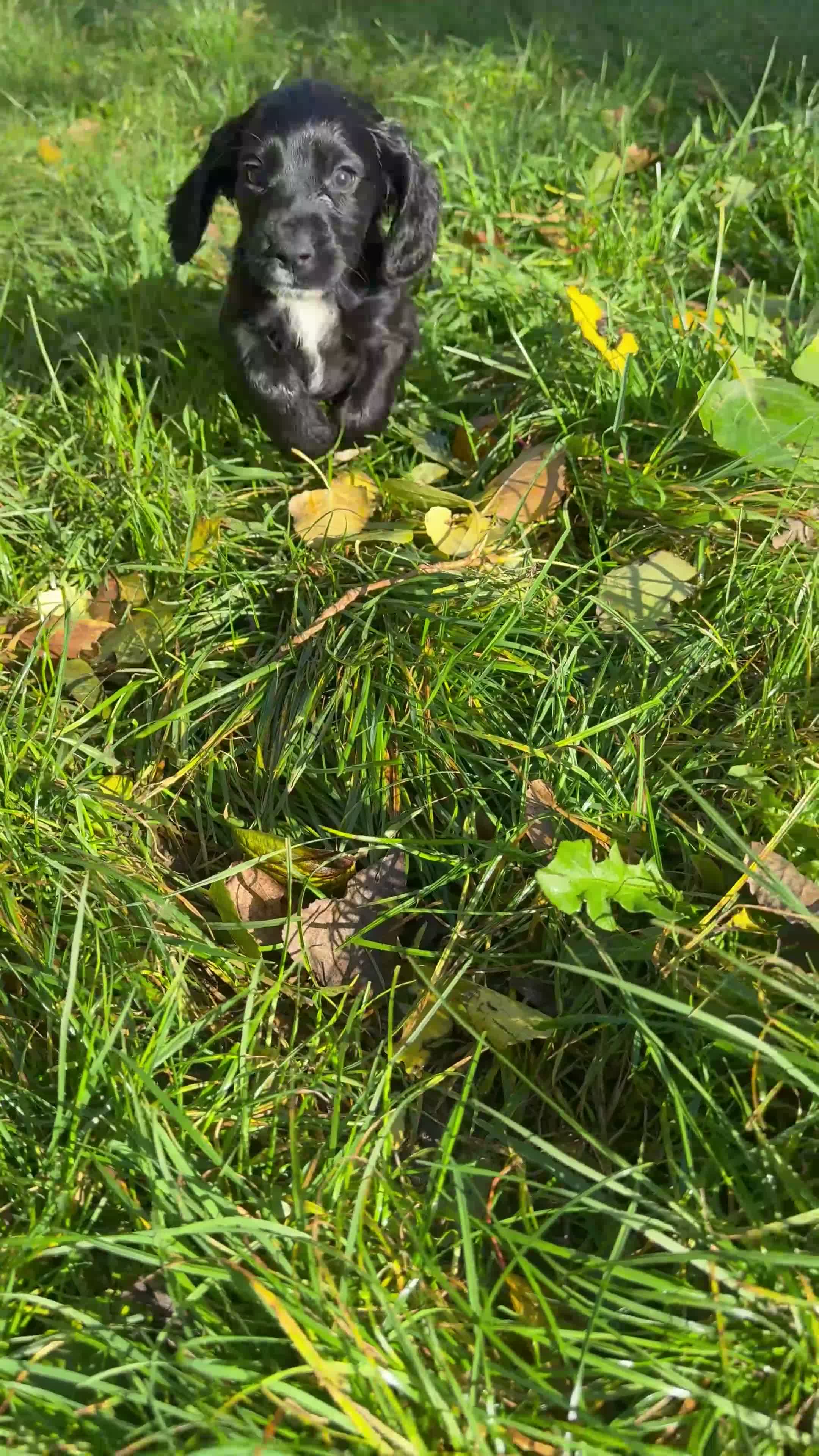 Cocker Spaniel dogs for sale: Health tested parents. 1 dog puppy available - Video 2