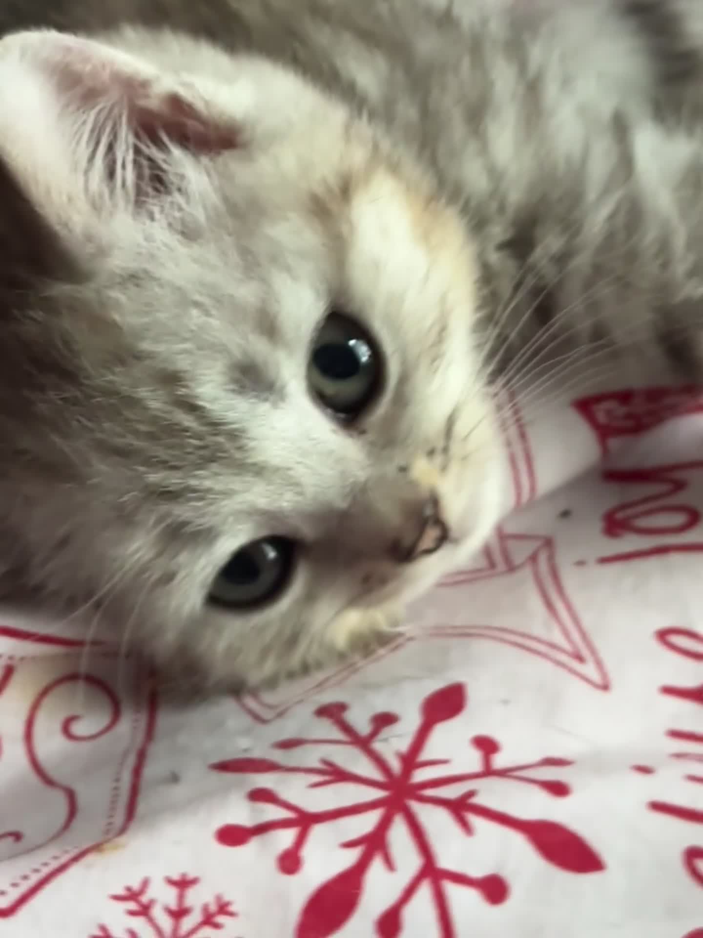 British Shorthair cats for sale: British Short Hair White Kittens  - Video 1