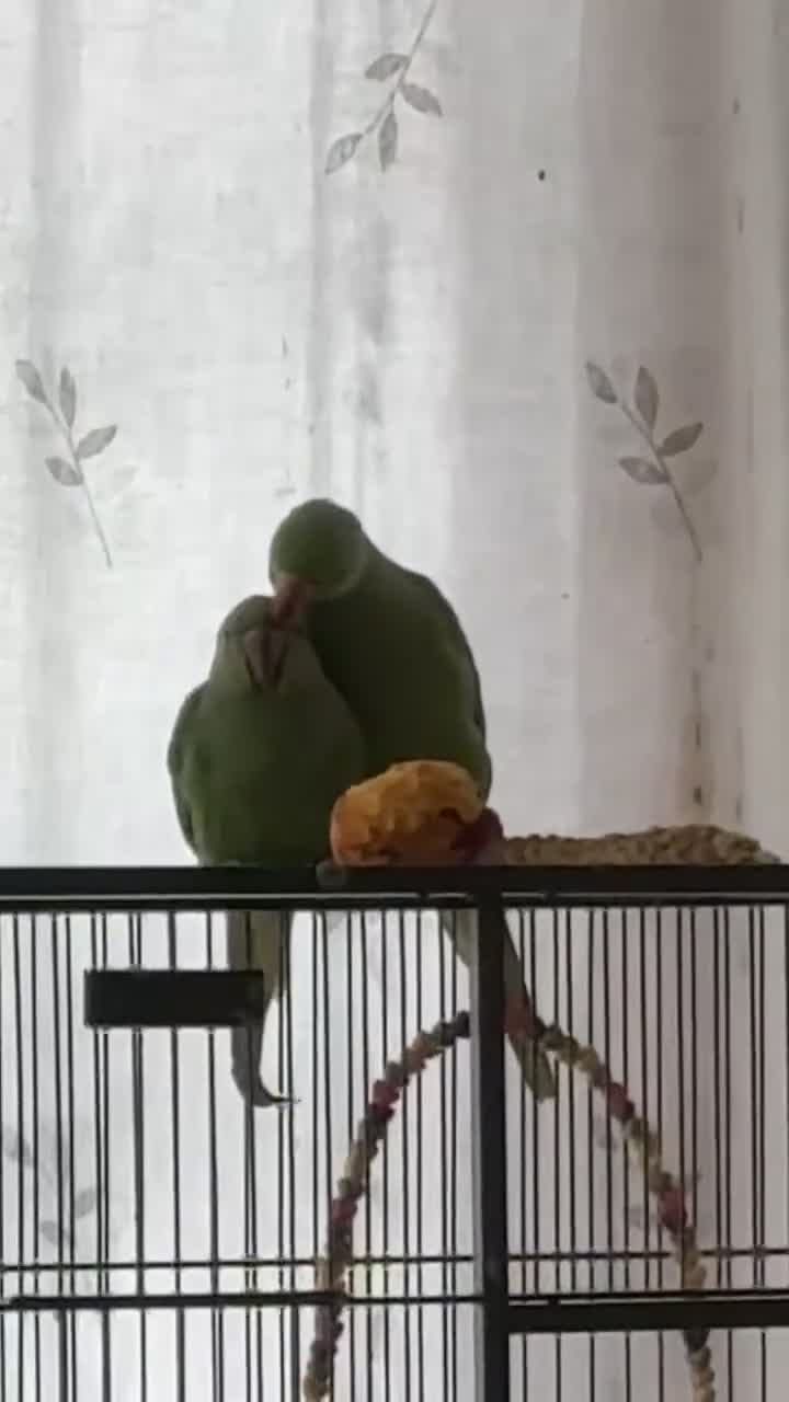Ringnecks birds for sale: Breeding Pair For Sale  - Video 1