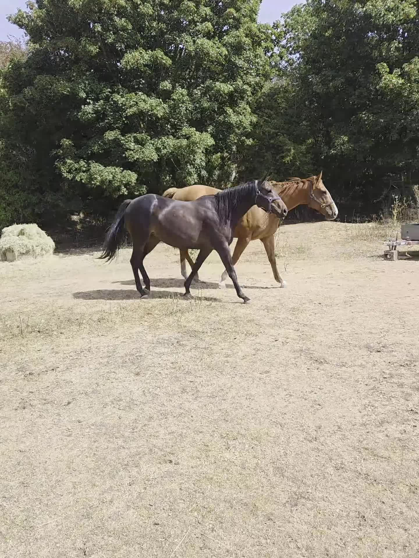English Thoroughbred horses for sale: Stunning Chestnut mare 17hh - Video 1