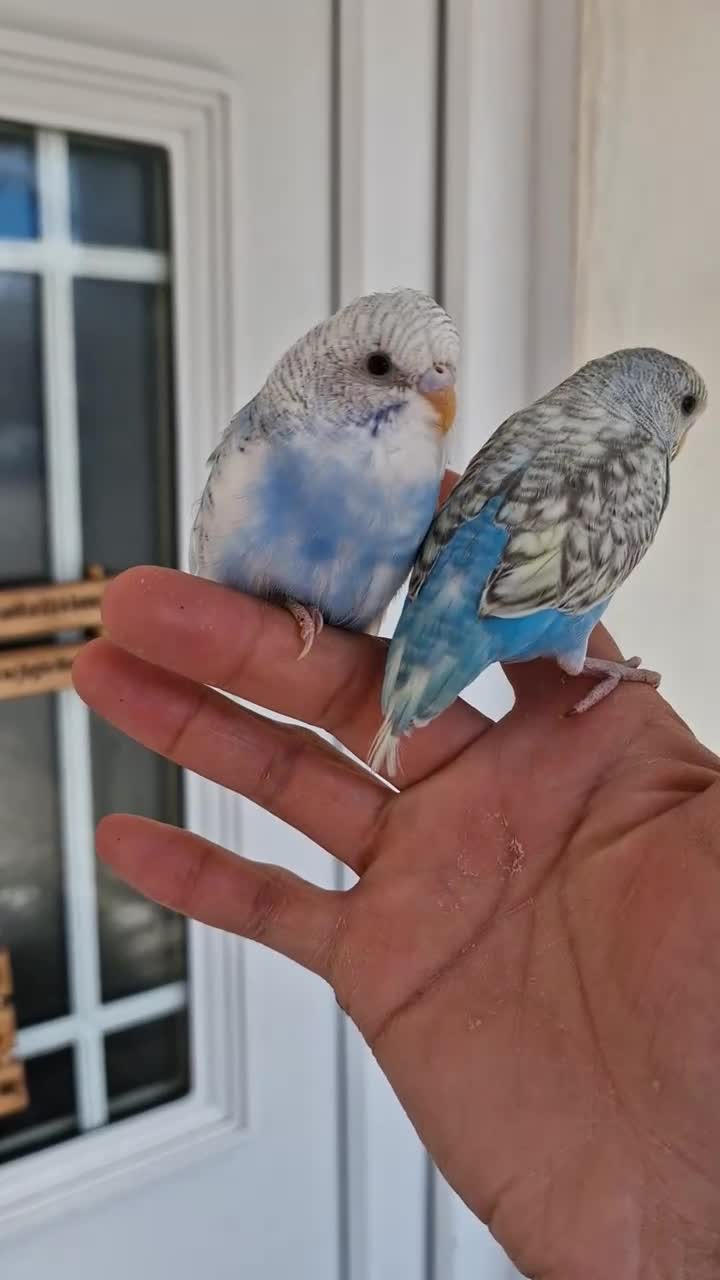 Budgerigars birds for sale: Super Silly hand tamed budgie - Video 2