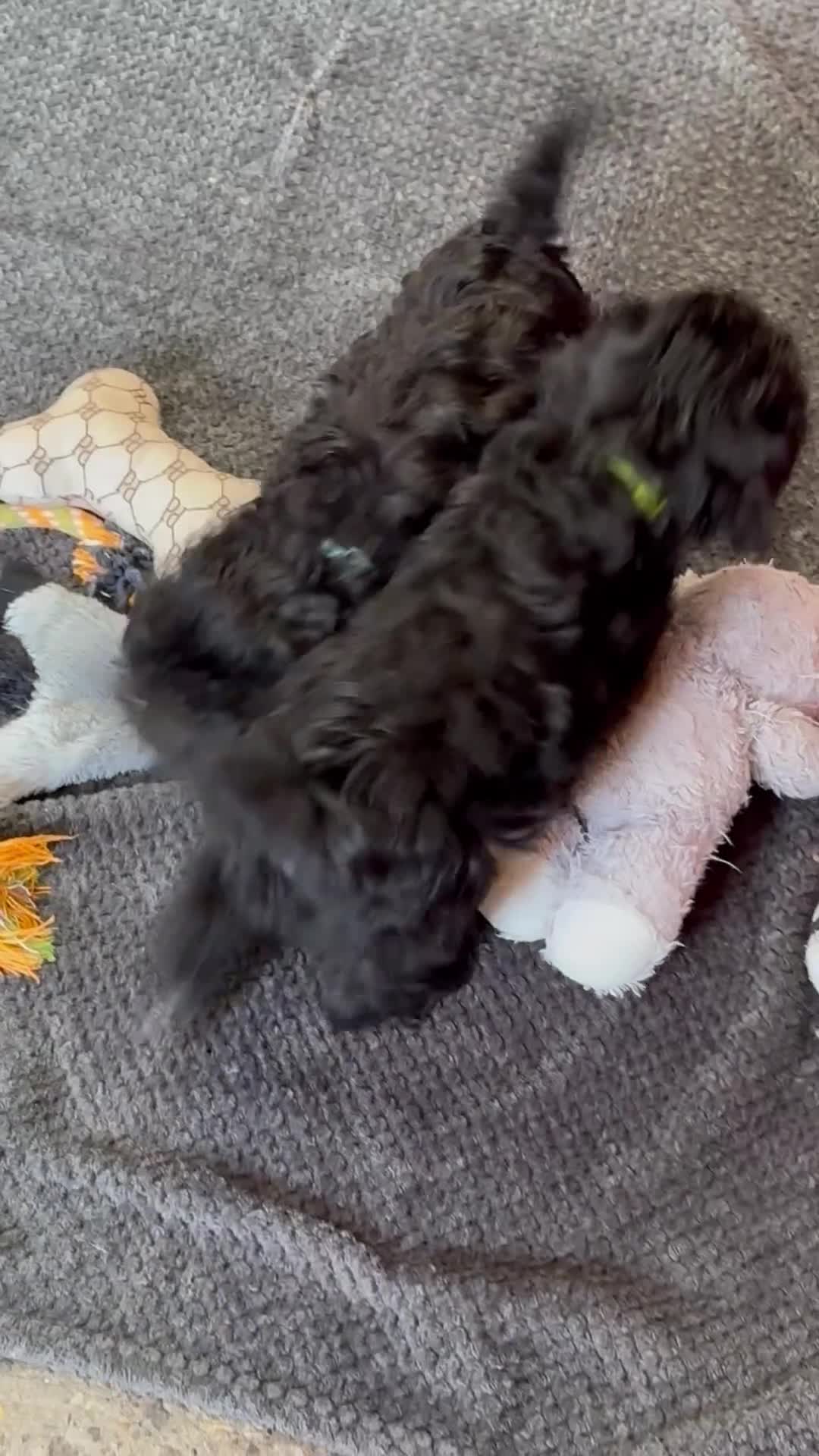 Cavapoo dogs for sale: Beautiful Cavapoo puppies - Video 1