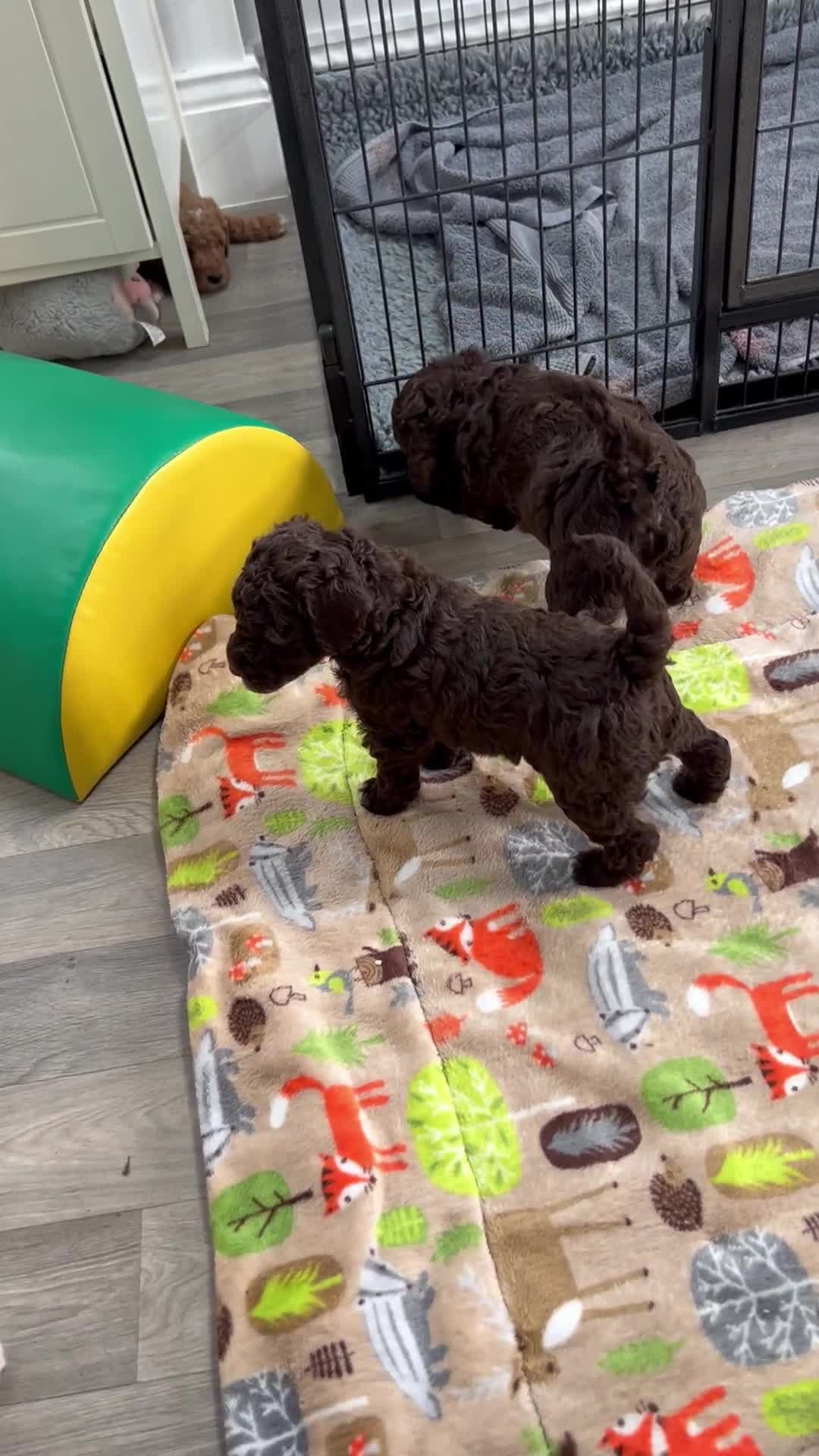 Goldendoodle dogs for sale: Beautiful litter of Goldendoodles  - Video 1