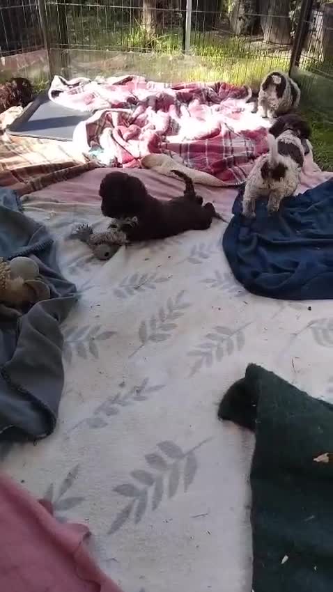 Lagotto Romagnolo dogs for sale: Kc lagotto romagnolo puppies - Video 1