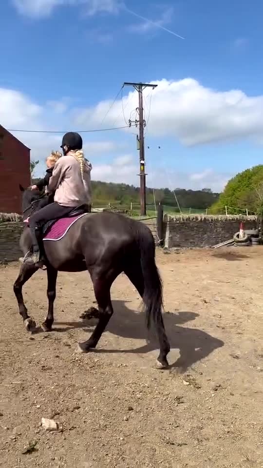 Irish Thoroughbred horses for sale: Millie’s Flying  - Video 1