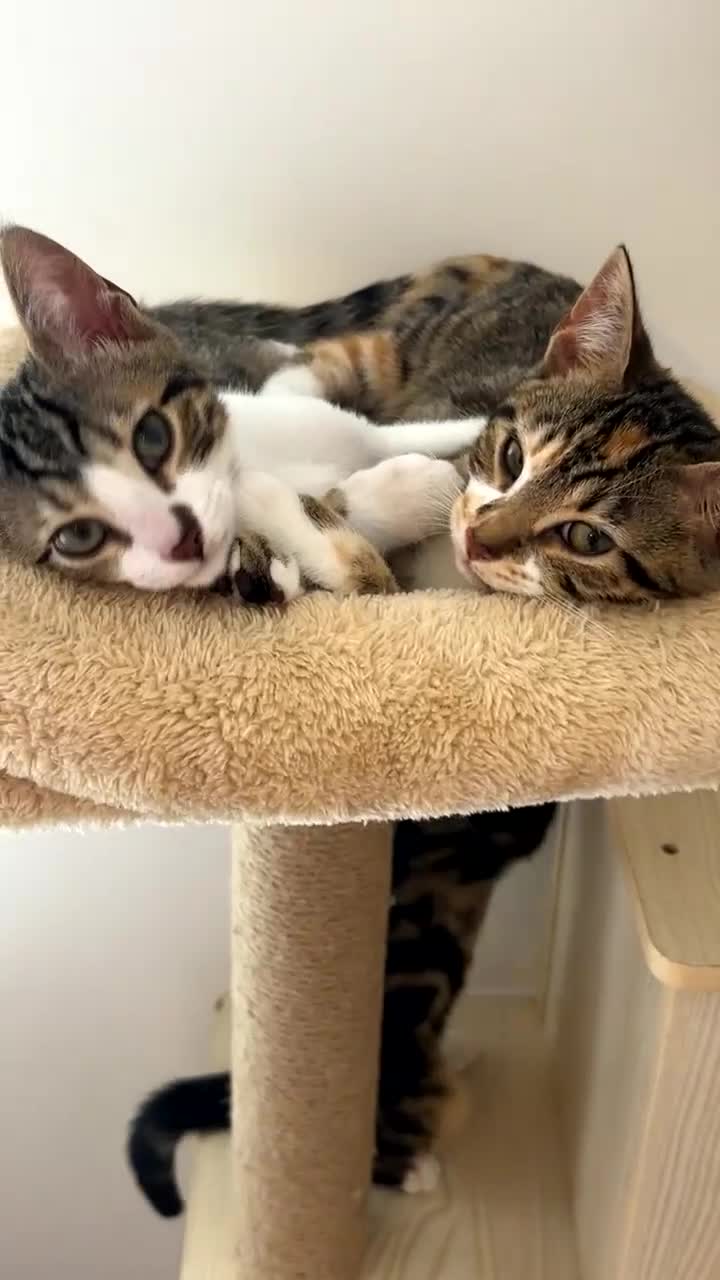 Bengal cats for sale: Kittens mixes bengal & calico  - Video 2