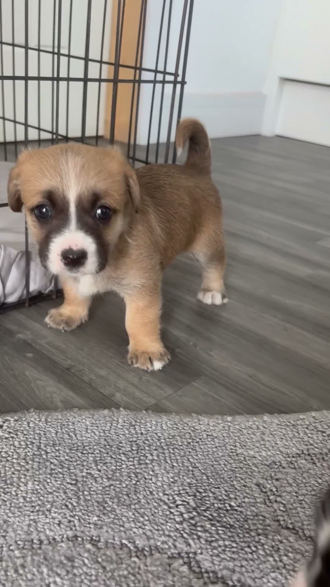 Mixed Breed dogs for sale: Jack Shih  - Video 1