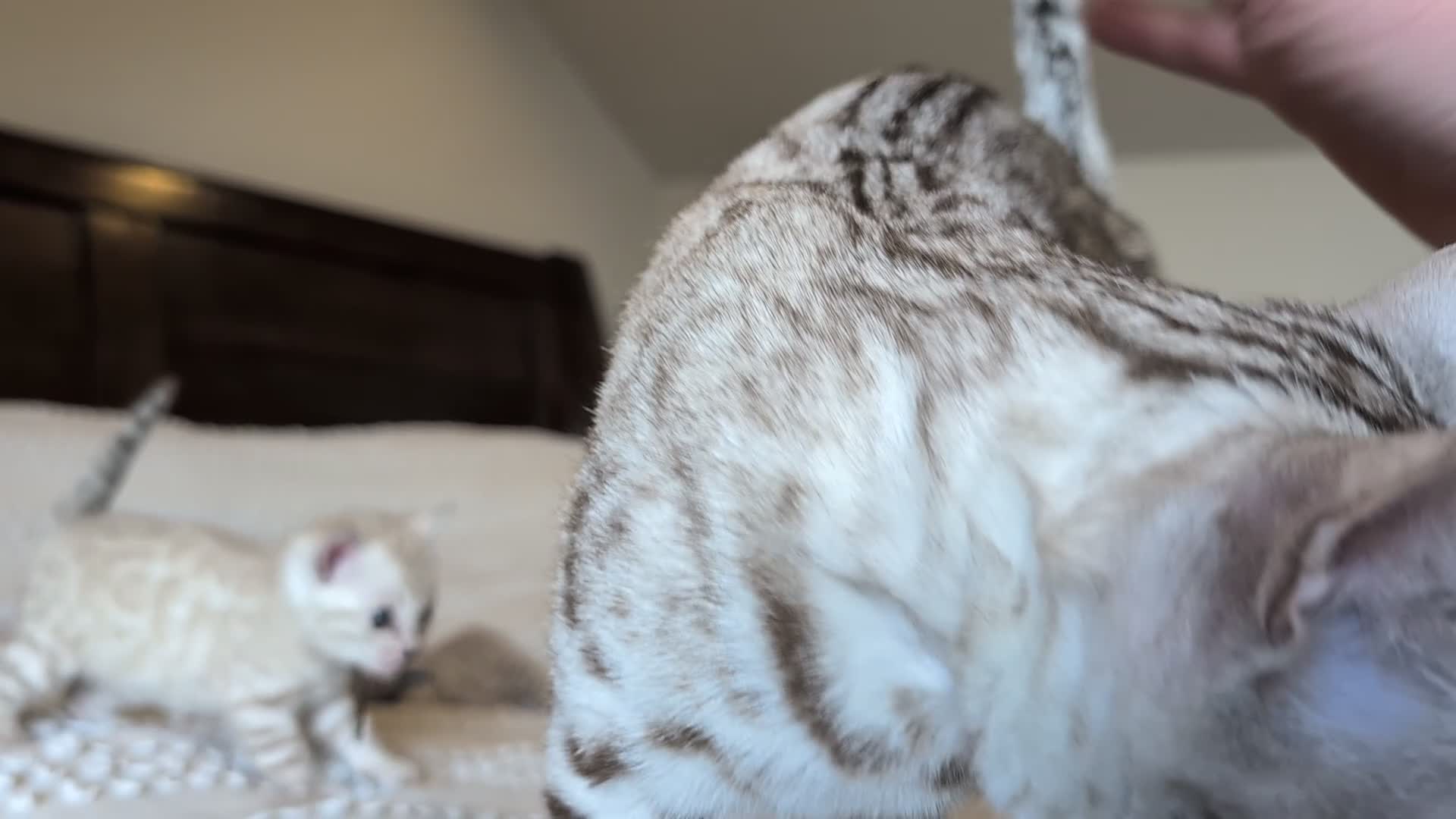 Bengal cats for sale: 🖤🩶🤍 BEAUTIFUL BENGAL KITTENS 🤍🩶🖤 - Video 2